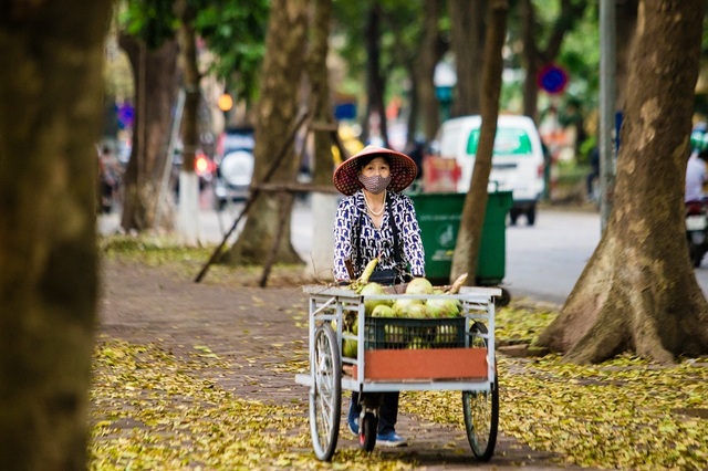 Ngẩn ngơ trước vẻ đẹp của phố phường Hà Nội mùa lá rụng - 8 Ngẩn ngơ trước vẻ đẹp của phố phường Hà Nội mùa lá rụng - 8