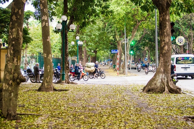 Ngẩn ngơ trước vẻ đẹp của phố phường Hà Nội mùa lá rụng - 9 Ngẩn ngơ trước vẻ đẹp của phố phường Hà Nội mùa lá rụng - 9