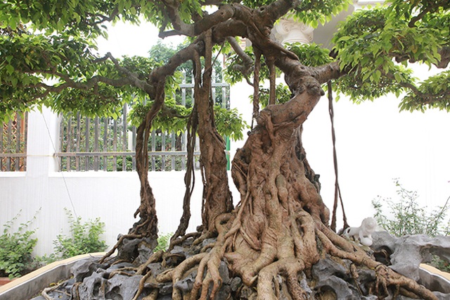 Sanh cổ vua Bảo Đại từng chơi, thời điểm “sốt” được định giá trên 30 tỷ đồng - 3 Sanh cổ vua Bảo Đại từng chơi, thời điểm “sốt” được định giá trên 30 tỷ đồng - 3