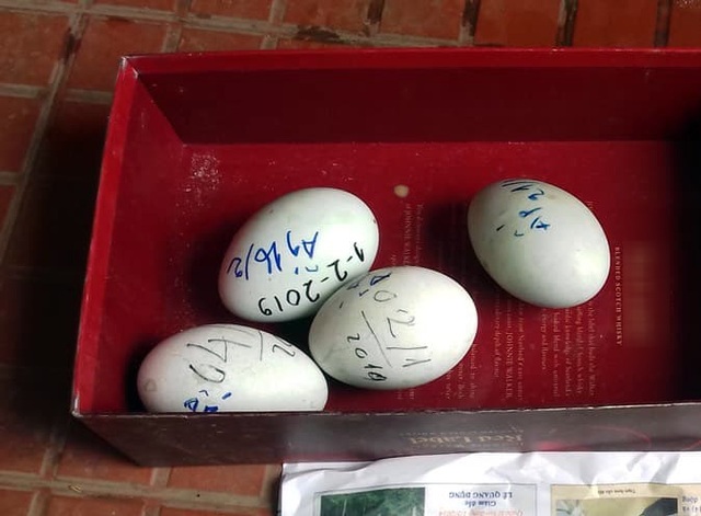 Hà Nội: Đàn thiên nga đẻ gần 20 quả trứng ở hồ Thiền Quang - 2