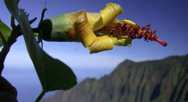 Thiết bị bay không người lái bất ngờ phát hiện loài hoa ở Hawaii được cho đã tuyệt chủng - 1 Thiết bị bay không người lái bất ngờ phát hiện loài hoa ở Hawaii được cho đã tuyệt chủng - 1