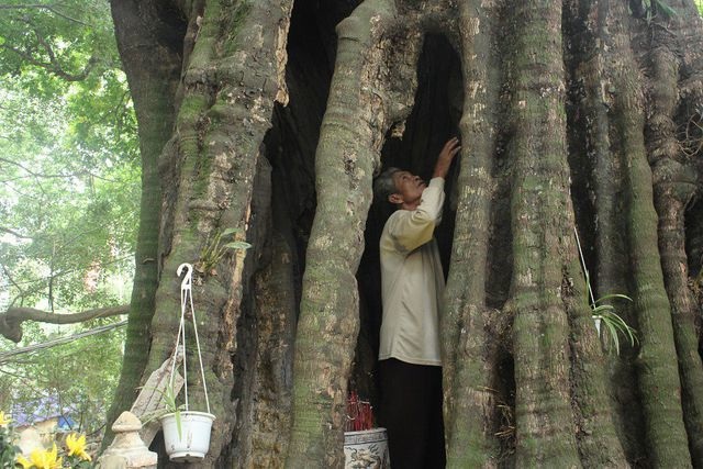 Cận cảnh cây ổi biết cười, cây đa 300 năm di chuyển một lần “độc nhất” Việt Nam - 10