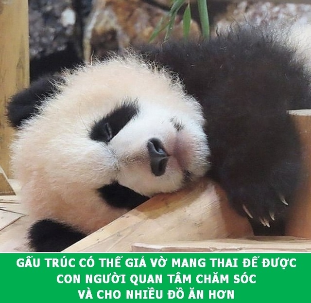 “Xả hơi” ngày cuối tuần với những Fun Facts khoa học đầy thú vị - 4 “Xả hơi” ngày cuối tuần với những Fun Facts khoa học đầy thú vị - 4