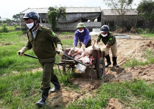 Dịch tả lợn Châu phi lan rộng, tỉnh Ninh Bình căng mình phòng chống - 1 Dịch tả lợn Châu phi lan rộng, tỉnh Ninh Bình căng mình phòng chống - 1