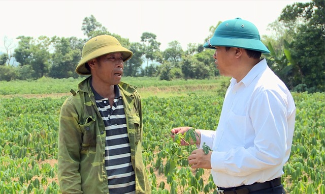 Người trồng sắn lao đao vì cây trồng nhiễm bệnh lạ - 1 Người trồng sắn lao đao vì cây trồng nhiễm bệnh lạ - 1