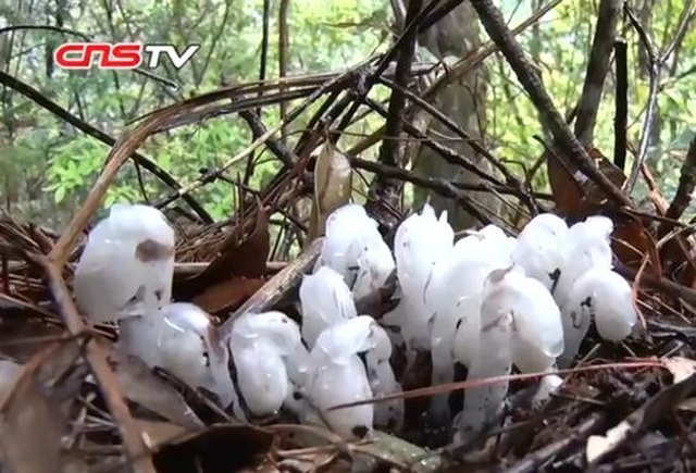 Lần đầu tiên phát hiện hàng trăm cây ma cực hiếm trên núi cao - 2 Lần đầu tiên phát hiện hàng trăm cây ma cực hiếm trên núi cao - 2