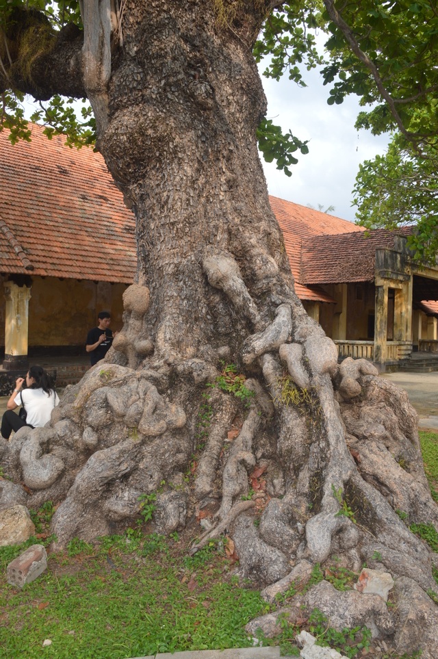 Chiêm ngưỡng những cây di sản Việt Nam ở Côn Đảo - 1