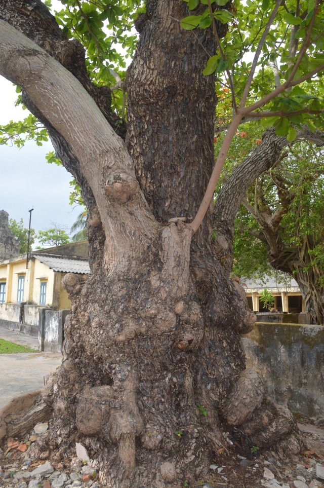 Chiêm ngưỡng những cây di sản Việt Nam ở Côn Đảo - 3