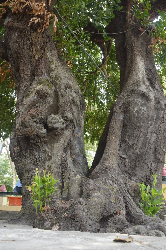 Chiêm ngưỡng những cây di sản Việt Nam ở Côn Đảo - 5