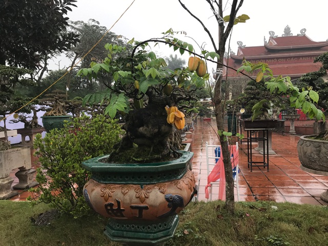 Được trả hàng trăm triệu đồng để mua cây khế bé tẹo, chủ nhân vẫn quyết từ chối - 10 Được trả hàng trăm triệu đồng để mua cây khế bé tẹo, chủ nhân vẫn quyết từ chối - 10