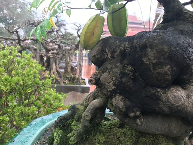 Được trả hàng trăm triệu đồng để mua cây khế bé tẹo, chủ nhân vẫn quyết từ chối - 11 Được trả hàng trăm triệu đồng để mua cây khế bé tẹo, chủ nhân vẫn quyết từ chối - 11
