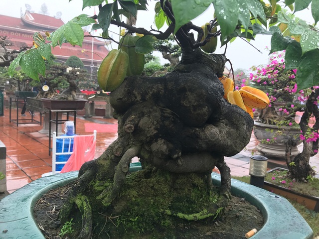 Được trả hàng trăm triệu đồng để mua cây khế bé tẹo, chủ nhân vẫn quyết từ chối - 12 Được trả hàng trăm triệu đồng để mua cây khế bé tẹo, chủ nhân vẫn quyết từ chối - 12