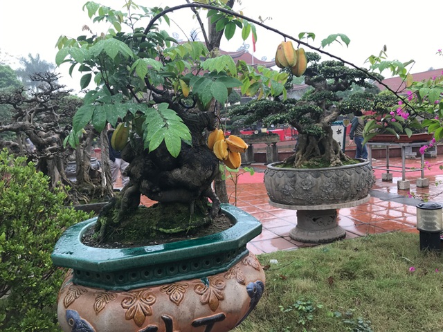 Được trả hàng trăm triệu đồng để mua cây khế bé tẹo, chủ nhân vẫn quyết từ chối - 14 Được trả hàng trăm triệu đồng để mua cây khế bé tẹo, chủ nhân vẫn quyết từ chối - 14