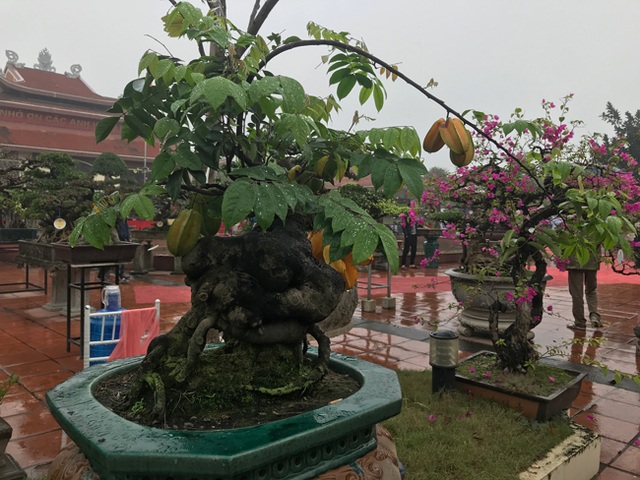 Được trả hàng trăm triệu đồng để mua cây khế bé tẹo, chủ nhân vẫn quyết từ chối - 2 Được trả hàng trăm triệu đồng để mua cây khế bé tẹo, chủ nhân vẫn quyết từ chối - 2