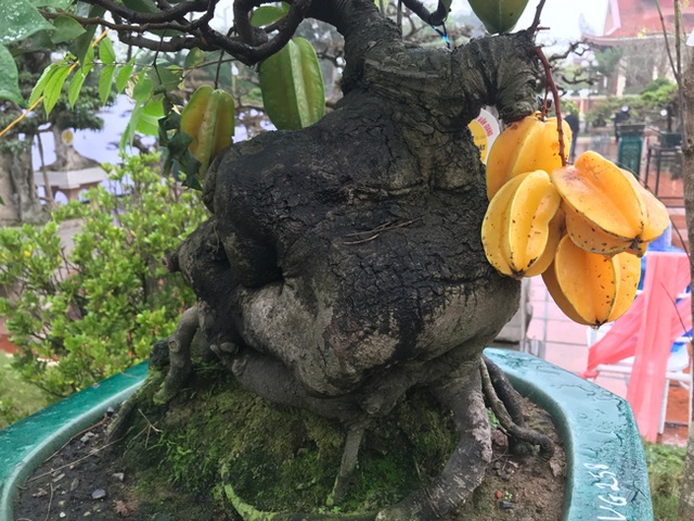 Được trả hàng trăm triệu đồng để mua cây khế bé tẹo, chủ nhân vẫn quyết từ chối - 3 Được trả hàng trăm triệu đồng để mua cây khế bé tẹo, chủ nhân vẫn quyết từ chối - 3