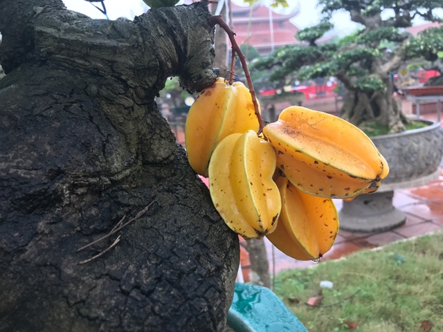 Được trả hàng trăm triệu đồng để mua cây khế bé tẹo, chủ nhân vẫn quyết từ chối - 4 Được trả hàng trăm triệu đồng để mua cây khế bé tẹo, chủ nhân vẫn quyết từ chối - 4