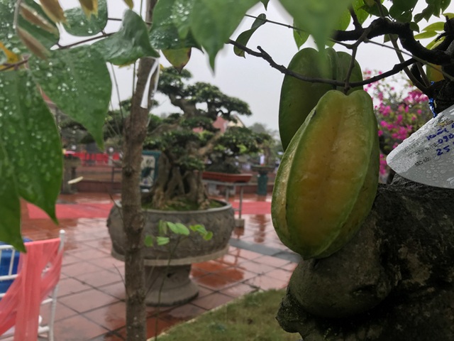 Được trả hàng trăm triệu đồng để mua cây khế bé tẹo, chủ nhân vẫn quyết từ chối - 5 Được trả hàng trăm triệu đồng để mua cây khế bé tẹo, chủ nhân vẫn quyết từ chối - 5