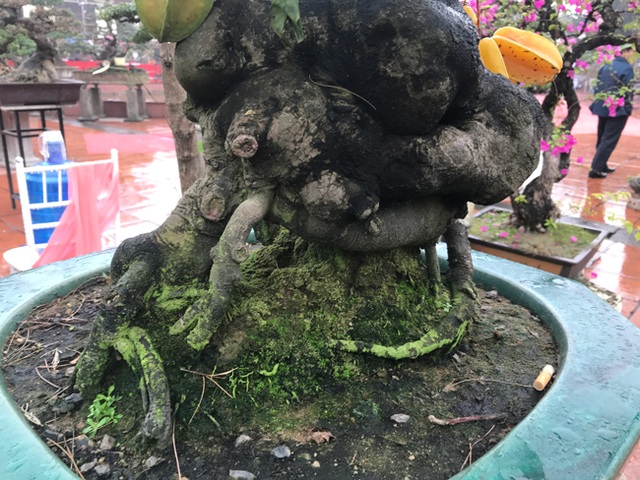 Được trả hàng trăm triệu đồng để mua cây khế bé tẹo, chủ nhân vẫn quyết từ chối - 7 Được trả hàng trăm triệu đồng để mua cây khế bé tẹo, chủ nhân vẫn quyết từ chối - 7