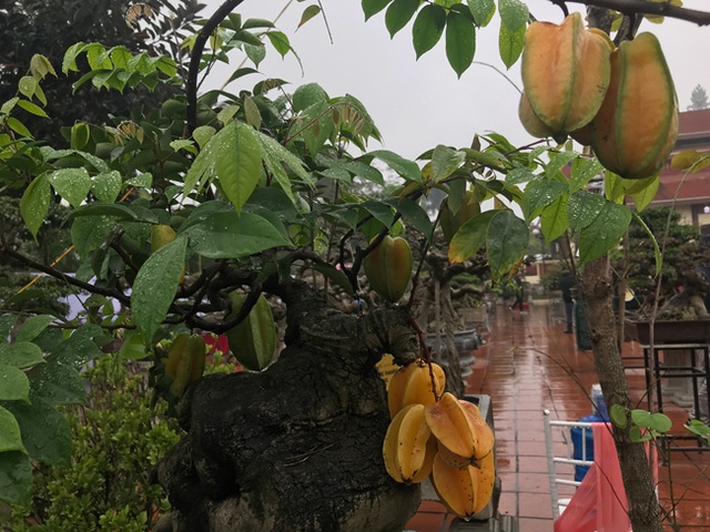 Được trả hàng trăm triệu đồng để mua cây khế bé tẹo, chủ nhân vẫn quyết từ chối - 8 Được trả hàng trăm triệu đồng để mua cây khế bé tẹo, chủ nhân vẫn quyết từ chối - 8