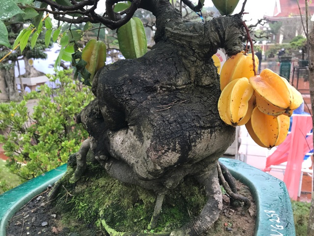 Được trả hàng trăm triệu đồng để mua cây khế bé tẹo, chủ nhân vẫn quyết từ chối - 9 Được trả hàng trăm triệu đồng để mua cây khế bé tẹo, chủ nhân vẫn quyết từ chối - 9