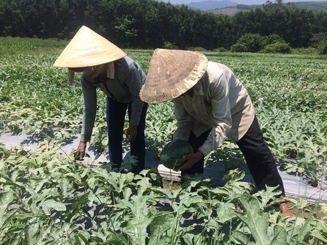 Quảng Ngãi:  Giá dưa hấu tăng kỷ lục, nông dân lãi khủng - 2