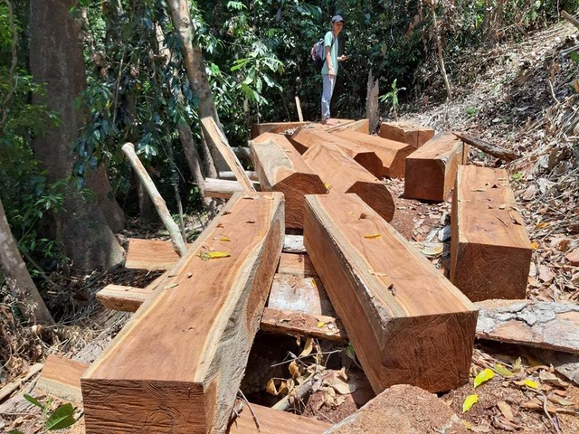 Phá rừng tự nhiên ở Quảng Nam Phá rừng tự nhiên ở Quảng Nam