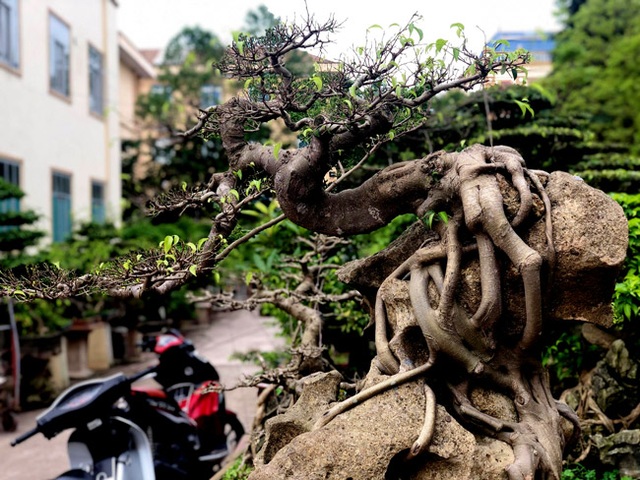 Lấy cây sanh cùi ký vào phiến đá khá khù khoằm, 20 năm sau ra giá nửa tỷ đồng - 1 Lấy cây sanh cùi ký vào phiến đá khá khù khoằm, 20 năm sau ra giá nửa tỷ đồng - 1