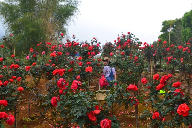 Bỏ việc nhà băng về trồng hoa hồng, 9X Lai Châu kiếm bộn tiền - 6 Bỏ việc nhà băng về trồng hoa hồng, 9X Lai Châu kiếm bộn tiền - 6