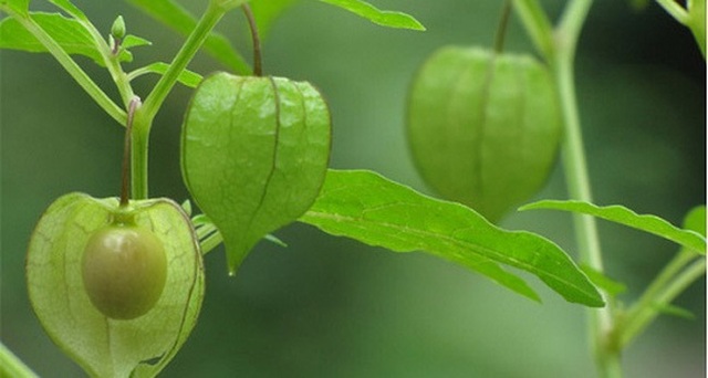 5 loại cây mọc hoang tại Việt Nam, sang nước ngoài trở thành “thần dược” đắt giá - 2