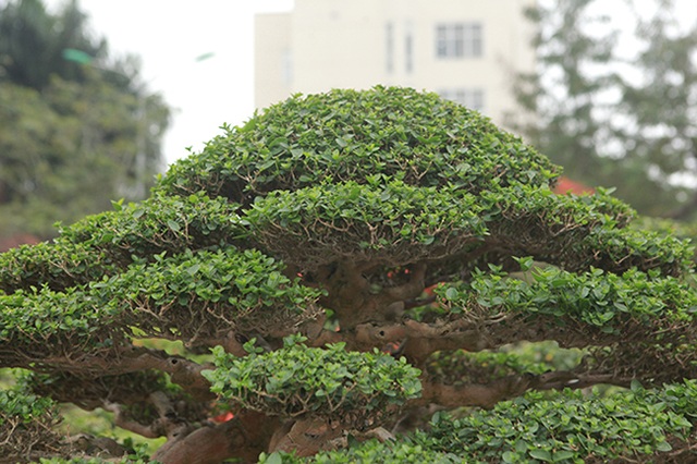 Tuyệt phẩm cây cảnh cứ đụng vào là tỏa hương, giá bán tới 2 tỷ đồng - 11 Tuyệt phẩm cây cảnh cứ đụng vào là tỏa hương, giá bán tới 2 tỷ đồng - 11