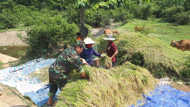 Bộ đội xuống đồng giúp dân gặt lúa bị ngã rạp sau trận mưa lớn - 2 Bộ đội xuống đồng giúp dân gặt lúa bị ngã rạp sau trận mưa lớn - 2