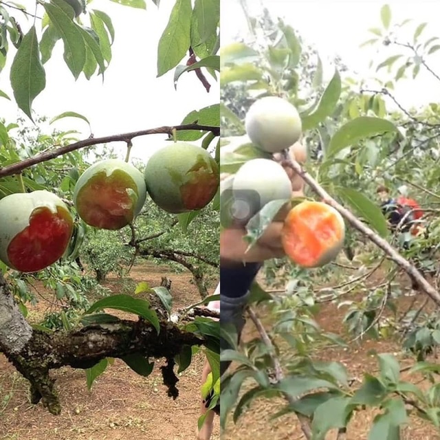Nhóm phượt thủ gây phẫn nộ khi phí phạm trái cây trong vườn - 1 Nhóm phượt thủ gây phẫn nộ khi phí phạm trái cây trong vườn - 1