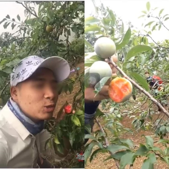 Nhóm phượt thủ gây phẫn nộ khi phí phạm trái cây trong vườn - 2 Nhóm phượt thủ gây phẫn nộ khi phí phạm trái cây trong vườn - 2