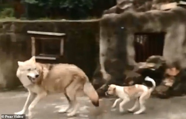 Vườn thú bị nghi lừa dối du khách khi nuôi chó nhà nhưng ghi biển... chuồng chó sói - 4 Vườn thú bị nghi lừa dối du khách khi nuôi chó nhà nhưng ghi biển... chuồng chó sói - 4