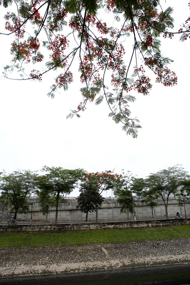 Hà Nội vào mùa hoa phượng vĩ nở đỏ rực rỡ - 14 Hà Nội vào mùa hoa phượng vĩ nở đỏ rực rỡ - 14