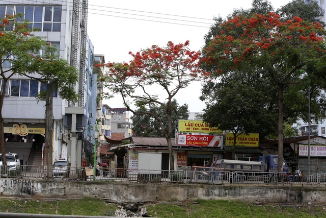 Hà Nội vào mùa hoa phượng vĩ nở đỏ rực rỡ - 15 Hà Nội vào mùa hoa phượng vĩ nở đỏ rực rỡ - 15