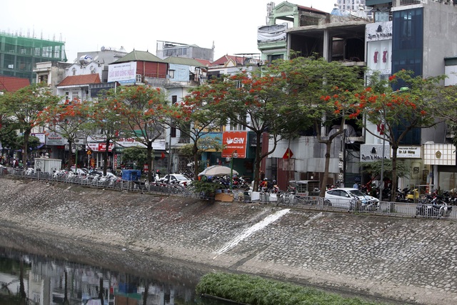Hà Nội vào mùa hoa phượng vĩ nở đỏ rực rỡ - 2 Hà Nội vào mùa hoa phượng vĩ nở đỏ rực rỡ - 2