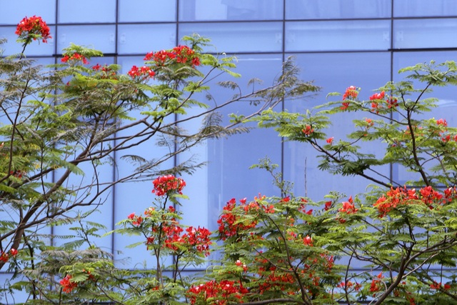 Hà Nội vào mùa hoa phượng vĩ nở đỏ rực rỡ - 4 Hà Nội vào mùa hoa phượng vĩ nở đỏ rực rỡ - 4