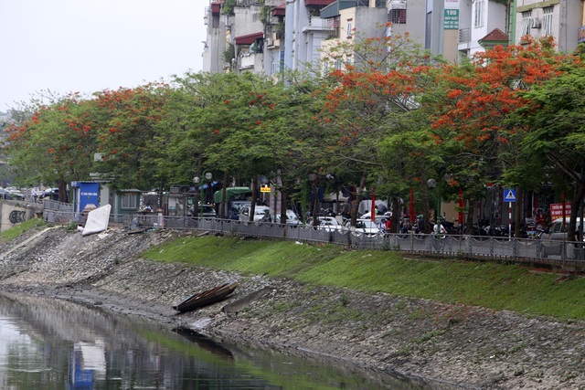 Hà Nội vào mùa hoa phượng vĩ nở đỏ rực rỡ - 6 Hà Nội vào mùa hoa phượng vĩ nở đỏ rực rỡ - 6