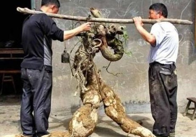 Tình cờ đào được rễ cây hình người, bán hơn trăm triệu tưởng lãi, hóa ra vẫn lỗ - 2 Tình cờ đào được rễ cây hình người, bán hơn trăm triệu tưởng lãi, hóa ra vẫn lỗ - 2