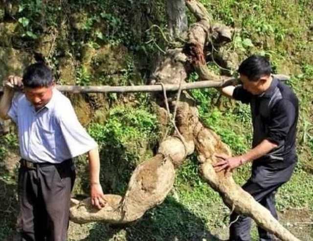 Tình cờ đào được rễ cây hình người, bán hơn trăm triệu tưởng lãi, hóa ra vẫn lỗ - 3 Tình cờ đào được rễ cây hình người, bán hơn trăm triệu tưởng lãi, hóa ra vẫn lỗ - 3