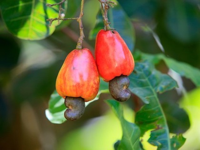 Điểm danh những món ăn nguy hiểm nhất thế giới - 7 Điểm danh những món ăn nguy hiểm nhất thế giới - 7
