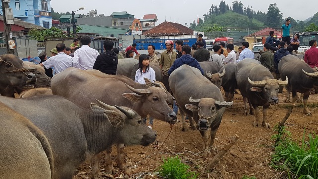 Những phiên chợ chỉ bán một món hàng duy nhất ở vùng cao Tây Bắc - 1