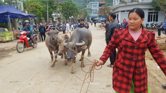 Độc đáo phiên chợ trâu lớn nhất vùng Tây Bắc - 4 Độc đáo phiên chợ trâu lớn nhất vùng Tây Bắc - 4