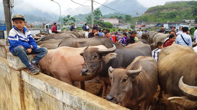 Độc đáo phiên chợ trâu lớn nhất vùng Tây Bắc - 11 Độc đáo phiên chợ trâu lớn nhất vùng Tây Bắc - 11