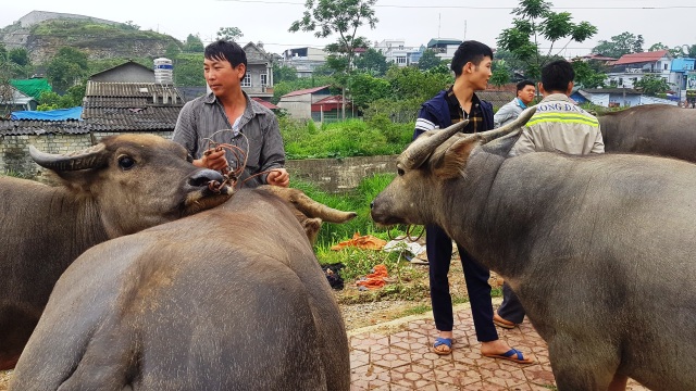 Độc đáo phiên chợ trâu lớn nhất vùng Tây Bắc - 7 Độc đáo phiên chợ trâu lớn nhất vùng Tây Bắc - 7