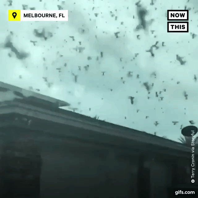 Cảnh tượng như tận thế ở Mỹ khi hàng triệu con bọ “xâm chiếm” thành phố! - 1