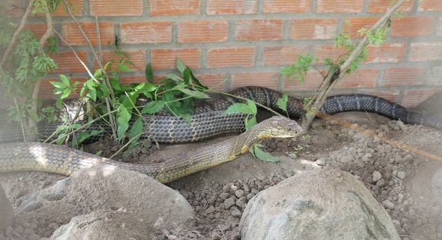 Cặp rắn khủng đúng là rắn hổ mang chúa cực độc - 2