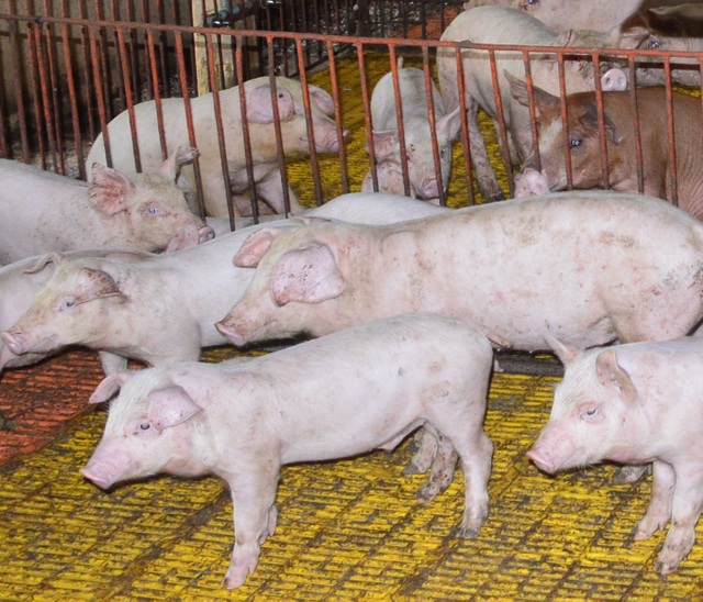 Tăng cường kiểm tra để ngăn chặn lợn không rõ nguồn gốc chui vào địa bàn - 1 Tăng cường kiểm tra để ngăn chặn lợn không rõ nguồn gốc chui vào địa bàn - 1