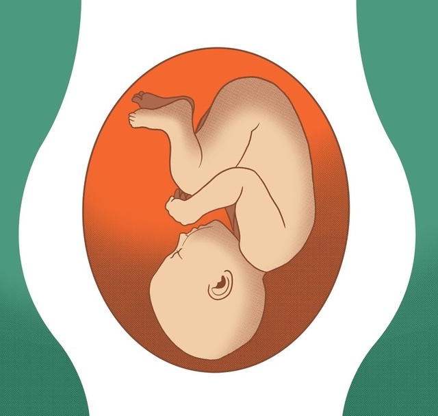 Tại sao đầu của thai nhi hướng về dưới âm hộ của mẹ?
